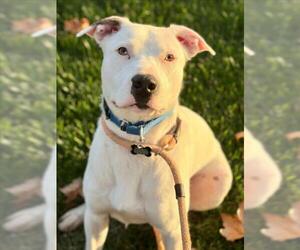 Australian Shepherd-Unknown Mix Dogs for adoption in Woodland, CA, USA