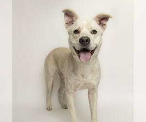 Labrador Retriever-Unknown Mix Dogs for adoption in Rowlett, TX, USA