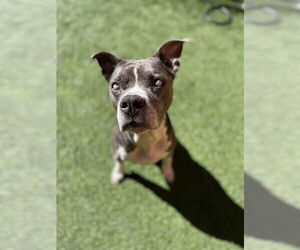 American Pit Bull Terrier Dogs for adoption in San Francisco, CA, USA