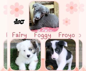 Australian Shepherd-Unknown Mix Dogs for adoption in Lindsay, CA, USA