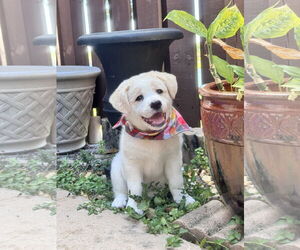 Great Pyrenees-Unknown Mix Dogs for adoption in Royal Palm Beach, FL, USA