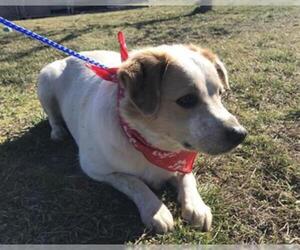 Texas Heeler Dogs for adoption in Oakdale, CA, USA