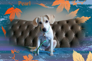 Beagle Dogs for adoption in New Castle DE, DE, USA