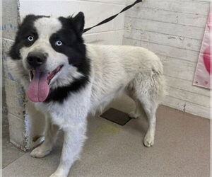 Alaskan Malamute-Unknown Mix Dogs for adoption in San Bernardino, CA, USA