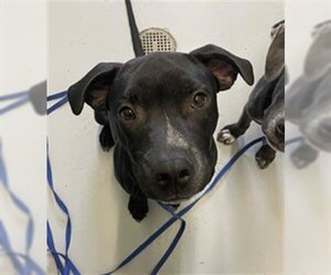 Labrador Retriever Dogs for adoption in Corpus Christi, TX, USA