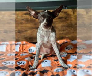 Mutt Dogs for adoption in Redmond, WA, USA