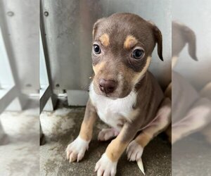Labrador Retriever-Unknown Mix Dogs for adoption in Stockton, CA, USA
