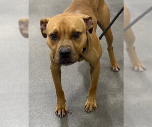 Mutt Dogs for adoption in Forestville, MD, USA