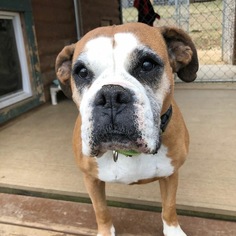 Boxer Dogs for adoption in Delaplane, VA, USA