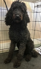 Poodle (Standard) Dogs for adoption in Pottstown, PA, USA