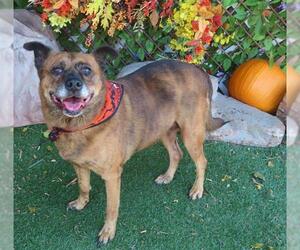 Bordern Plotthound Dogs for adoption in Oklahoma City, OK, USA