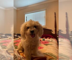 Poodle (Miniature)-Unknown Mix Dogs for adoption in FRAMINGHAM, MA, USA