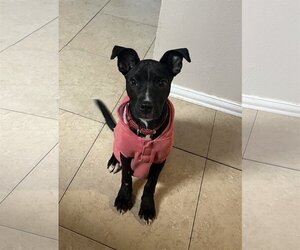 American Pit Bull Terrier-Miniature Pinscher Mix Dogs for adoption in Fort Worth, TX, USA