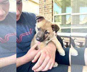 German Shepherd Dog-Unknown Mix Dogs for adoption in The Woodlands, TX, USA