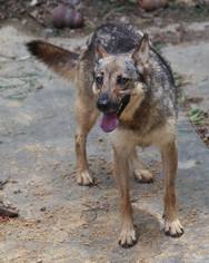 German Shepherd Dog Dogs for adoption in Nesbit, MS, USA