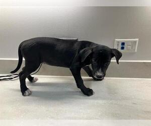 American Pit Bull Terrier-Labrador Retriever Mix Dogs for adoption in Baytown, TX, USA