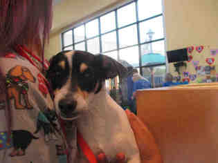 Rat Terrier Dogs for adoption in Santa Maria, CA, USA