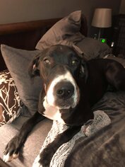 Great Dane Dogs for adoption in Acme, MI, USA