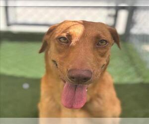 Labrador Retriever-Unknown Mix Dogs for adoption in Texas City, TX, USA