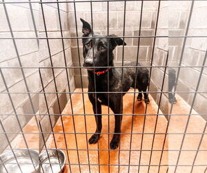 German Shepherd Dog Dogs for adoption in MIDWAY, UT, USA