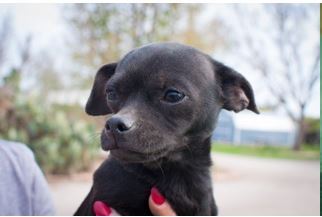 Medium Photo #1 Chug Puppy For Sale in Von Ormy, TX, USA