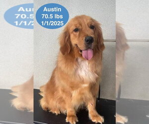 Golden Retriever Dogs for adoption in West Hollywood, CA, USA