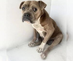 Mutt Dogs for adoption in Houston, TX, USA