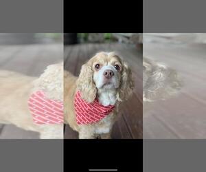 Cocker Spaniel Dogs for adoption in Livonia, MI, USA