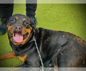 Rottweiler Dogs for adoption in Orlando, FL, USA