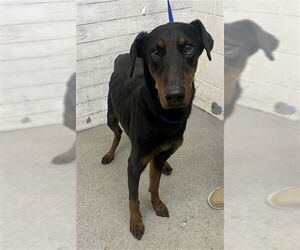 Doberman Pinscher Dogs for adoption in San Bernardino, CA, USA