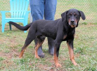 Rotterman Dogs for adoption in Batavia, OH, USA