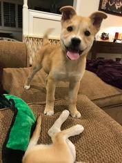 Shiba Inu-Unknown Mix Dogs for adoption in Rancho Santa Margarita, CA, USA