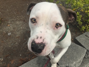 American Pit Bull Terrier-Unknown Mix Dogs for adoption in Richmond, CA, USA