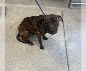American Pit Bull Terrier-Unknown Mix Dogs for adoption in Tallahassee, FL, USA
