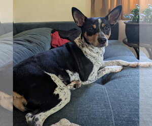 Mutt Dogs for adoption in Topeka, KS, USA