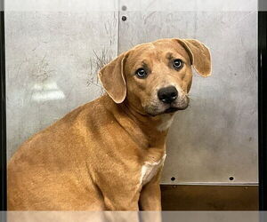 American Pit Bull Terrier-Unknown Mix Dogs for adoption in San Bernardino, CA, USA