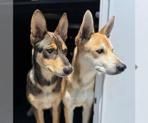 Gerberian Shepsky Dogs for adoption in Orange, CA, USA