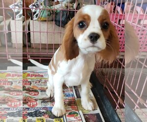 Cavalier King Charles Spaniel Dogs for adoption in Mountain View, MO, USA