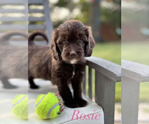 Mutt Dogs for adoption in Hillsboro, MO, USA