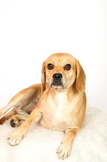Medium Photo #1 Puggle Puppy For Sale in St. Louis Park, MN, USA