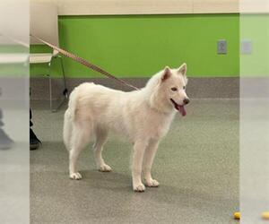 American Eskimo Dog Dogs for adoption in Louisville, KY, USA