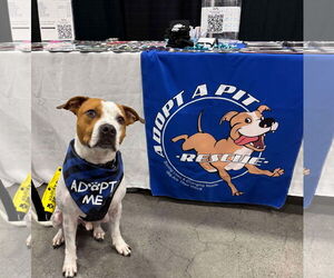 American Pit Bull Terrier-Unknown Mix Dogs for adoption in Germantown, OH, USA