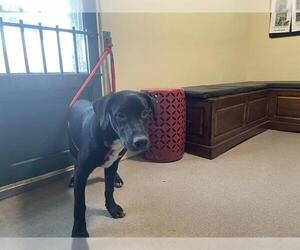 Labrador Retriever-Unknown Mix Dogs for adoption in Pasadena, CA, USA