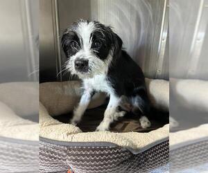 Mutt Dogs for adoption in Pearland, TX, USA