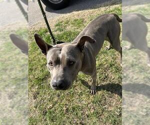 American Pit Bull Terrier-Unknown Mix Dogs for adoption in Oklahoma City, OK, USA