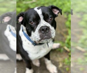 American Bulldog-Unknown Mix Dogs for adoption in Fishers, IN, USA