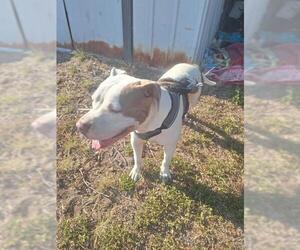American Staffordshire Terrier Dogs for adoption in San Antonio, TX, USA