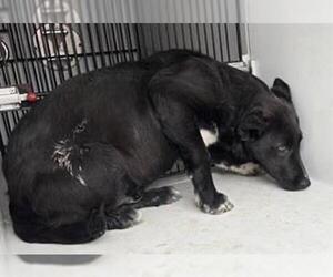 German Shepherd Dog Dogs for adoption in Houston, TX, USA