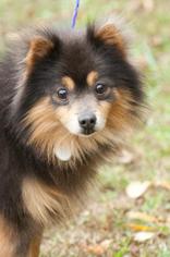 Pomeranian Dogs for adoption in Johnson City, TN, USA