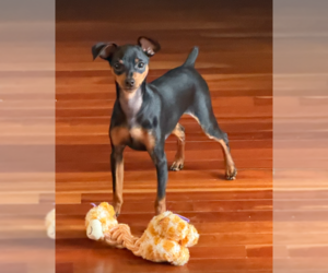 Miniature Pinscher Dogs for adoption in Pacolet, SC, USA